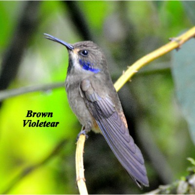 Brown Violetear